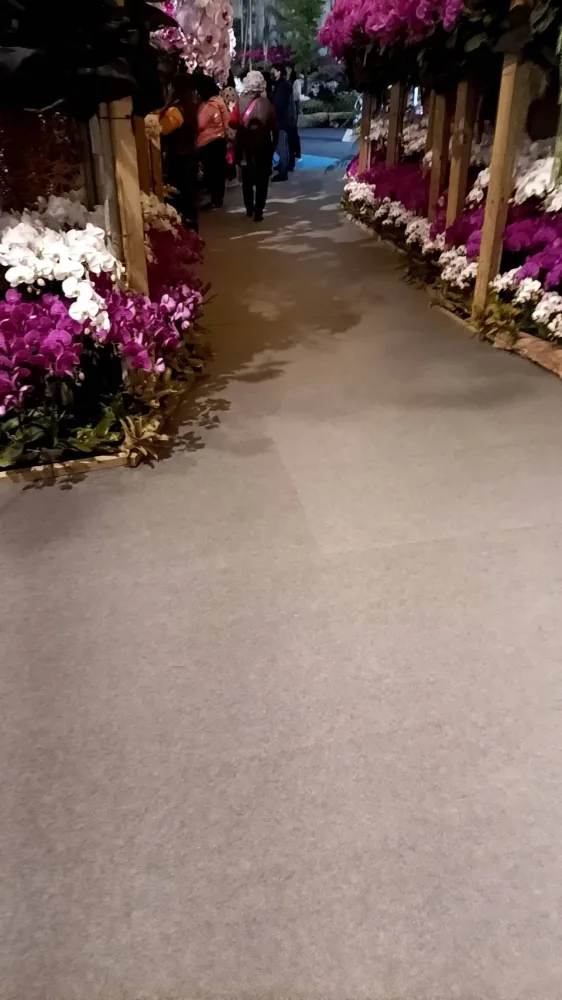 台南蘭花展